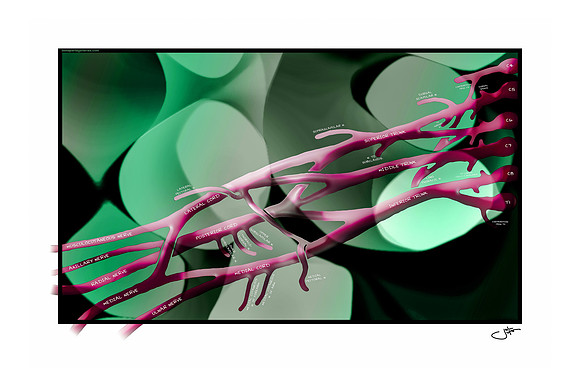 Custom Brachial Plexus 1